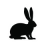 white.rabbit
