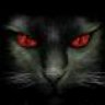 The goot cat