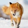 Fox-Pianist