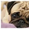 SummerPug