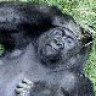 Gorilla