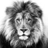 Lion Smith