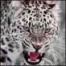 black_fox