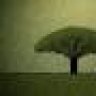 Baobab MNM