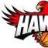 Mr.Hawk