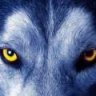 Wolf507