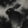Blackrabbit10