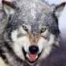 Woltron