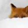 Silk Fox