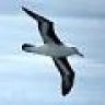 Albatros