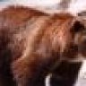 gryzly