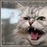 Oldmarchcat