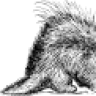 porcupine