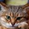 Cheba1