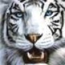 TigerService