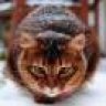 corporeitschas