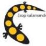 Salamandr
