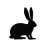 white.rabbit