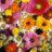 ArtFlower