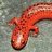 salamandra17