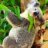 Eucalyptus