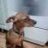vasiliy pupkins