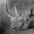 Rhino