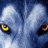 Wolf507