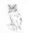 eagle.owl