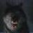 BlackWolf