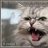 Oldmarchcat