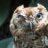 LucklyOwl